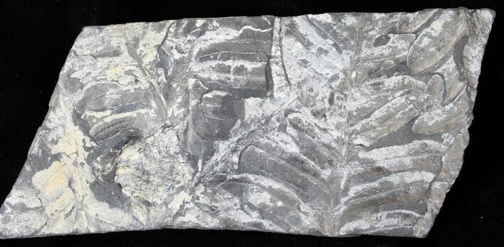 Fossil Seed Fern Plate - Pennsylvania #15845